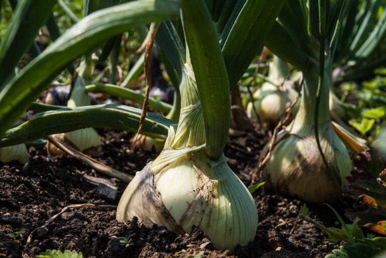 The Role of Agroecology in Building Resilient Food Systems: Bet bhai login, Radheexch, Lotus365